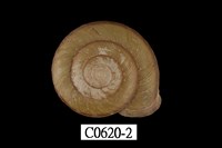 藏品(南亞蝸牛)的圖片